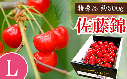 【令和8年産】 さくらんぼ 「佐藤錦」 約500g (特秀 L) バラ詰め 《令和8年6月中旬～発送》 『マルエ青果』 先行予約 サクランボ 果物 フルーツ 山形県 南陽市 [2703]