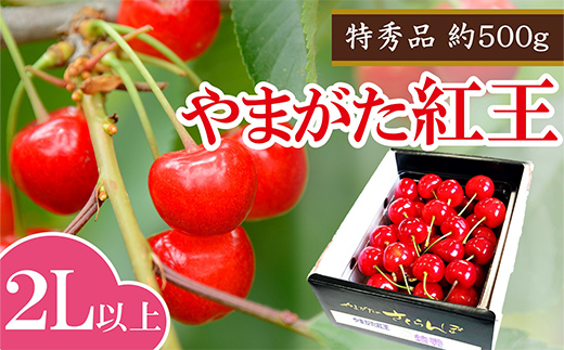 【令和8年産】 さくらんぼ 「やまがた紅王」 約500g (特秀 2L以上) バラ詰め《令和8年6月中旬～発送》 『マルエ青果』 先行予約 サクランボ 果物 フルーツ 山形県 南陽市 [2704]