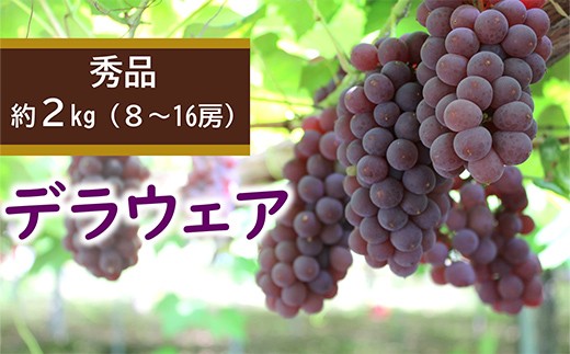 【令和8年産先行予約】 デラウェア 約2kg (8～16房 秀) 《令和8年7月下旬～8月下旬発送》 『カネタ高橋青果』 ぶどう ブドウ 葡萄 デラウエア 山形県 南陽市 [2676]