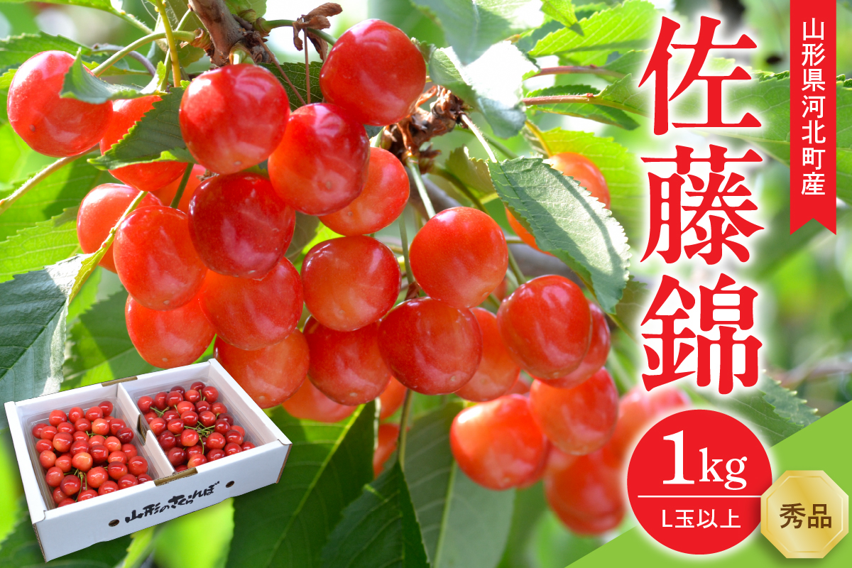 【令和8年産】さくらんぼ 佐藤錦1kg(500g×2パック)  L玉以上 ギフト箱入 秀品 山形県産 【山形eLab】　ka074-034