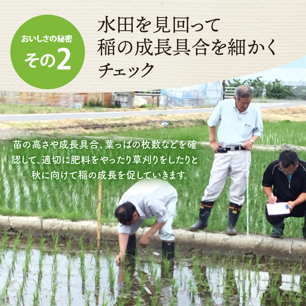 【令和6年産米】2025年4月下旬発送 こしひかり 10kg（5kg×2袋）山形県産 【米COMEかほく協同組合】