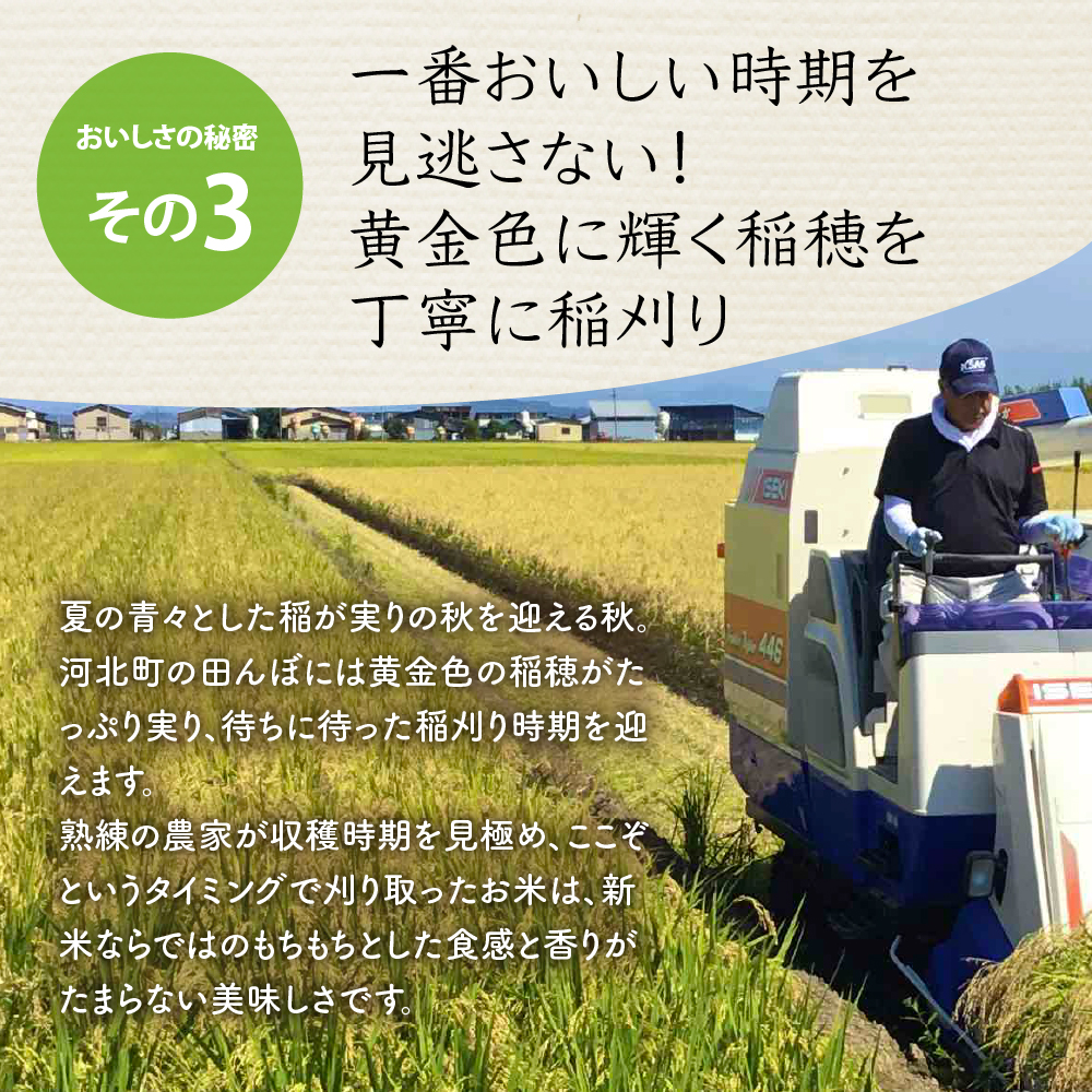 【令和6年産米】2025年2月下旬発送 こしひかり 10kg（5kg×2袋）山形県産 【米COMEかほく協同組合】