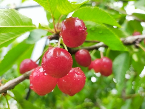 【令和7年産】さくらんぼ「佐藤錦」秀L 1kg【かほくらし社】