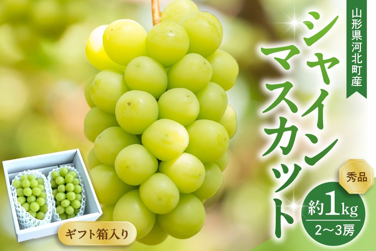 【令和8年産】 ぶどう シャインマスカット 2～3房 約1kg ギフト箱入り 秀品 山形県河北町産 【山形eLab】 ka074-025-r8