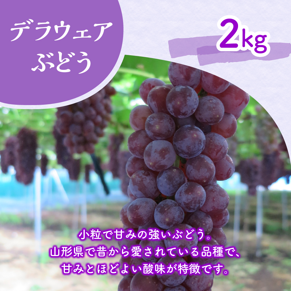 ※2024年発送※【令和6年産】山形県産 6種類 旬のフルーツ定期便（計6回） ぶどう 桃 メロン りんご等