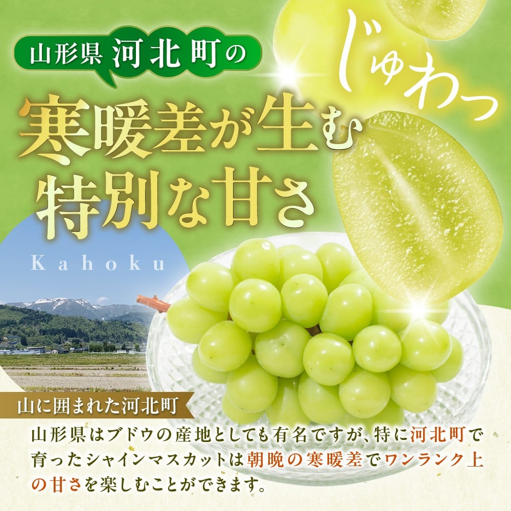 【令和8年産】 ぶどう シャインマスカット 2～3房 約1kg ギフト箱入り 秀品 山形県河北町産 【山形eLab】 ka074-025-r8