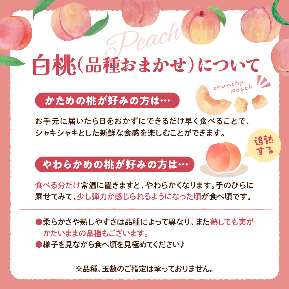 【令和8年産】白桃 品種おまかせ 3kg (8〜12玉前後) ギフト箱入 秀品 山形県産  【山形eLab】ka074-008-r8