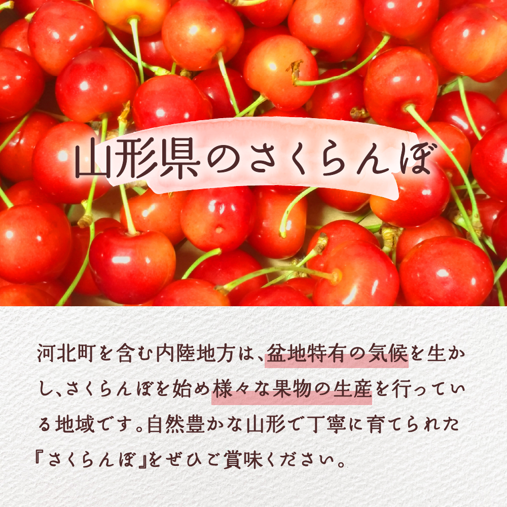 【令和7年産先行予約】さくらんぼ佐藤錦 秀L1kg以上(500gバラ詰め×2パック)山形県河北町産【晴天畑】