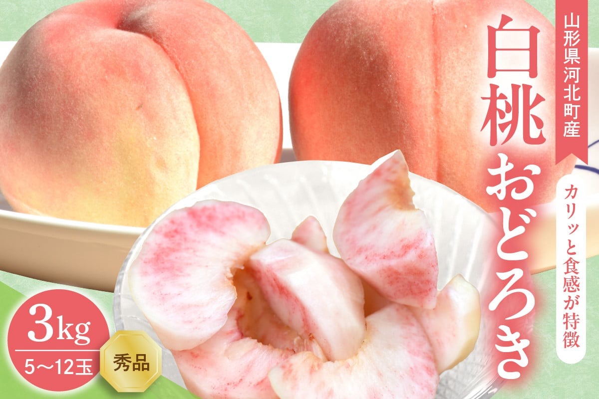 【令和8年産】白桃 おどろき 3kg(5～12玉前後) ギフト用 山形県河北町産【山形eLab】ka074-015-r8