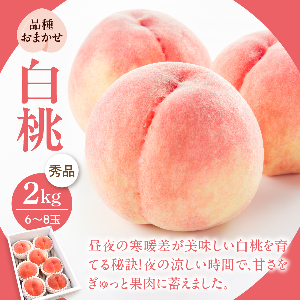 【令和8年産】河北町の夏と秋を満喫！お取り寄せフルーツ定期便3回(白桃・シャインマスカット・ラフランス)　【山形eLab】 ka074-030-r8