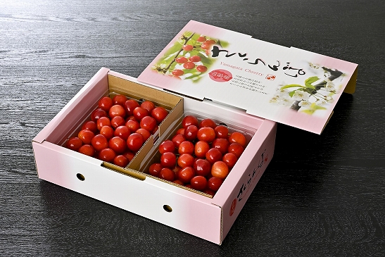 【令和7年産】さくらんぼ「佐藤錦」秀L 1kg【かほくらし社】