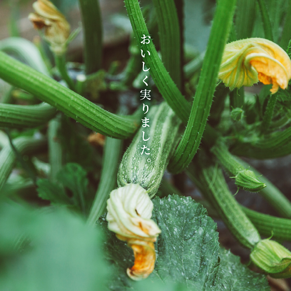 かほくイタリア野菜旬のおまかせBOX（約8〜10種類） 野菜の説明&おしゃれな料理が簡単に作れちゃうレシピ付き♪