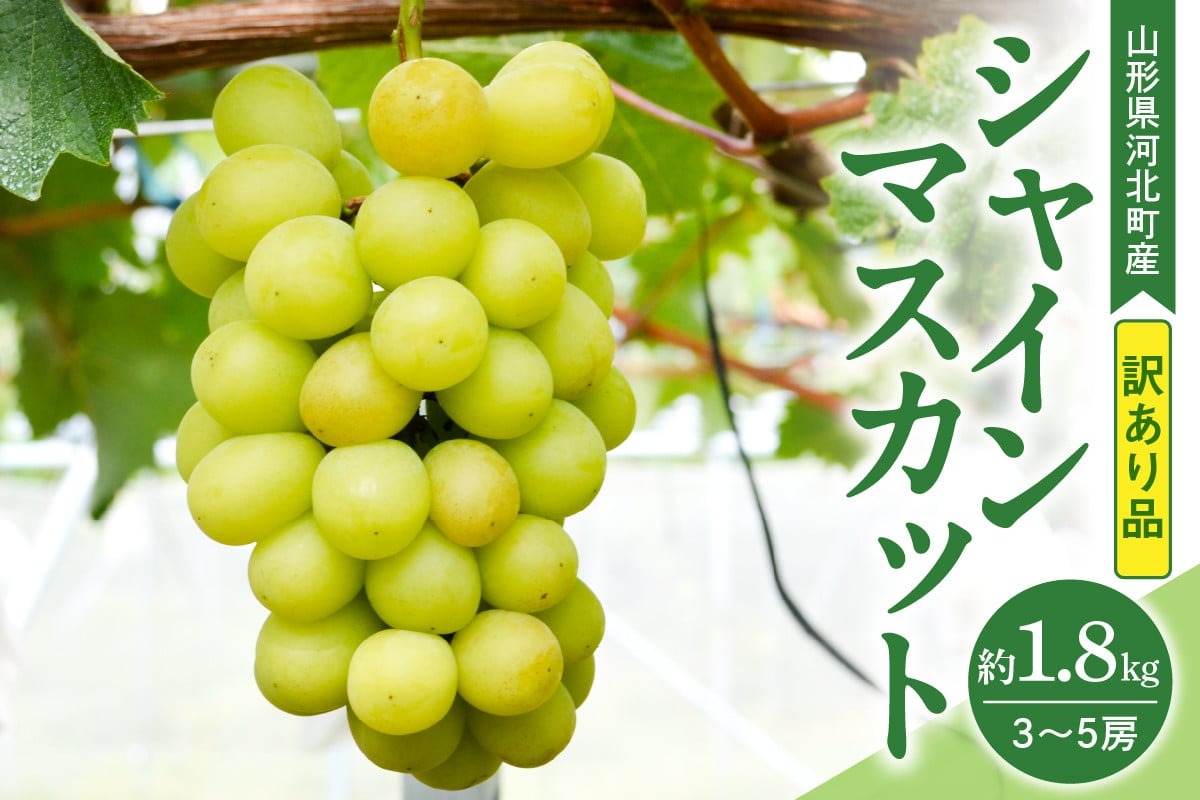 【訳あり 令和8年産】 ぶどう シャインマスカット 約1.8kg(3～5房) 山形県河北町産【山形eLab】 ka074-021-r8