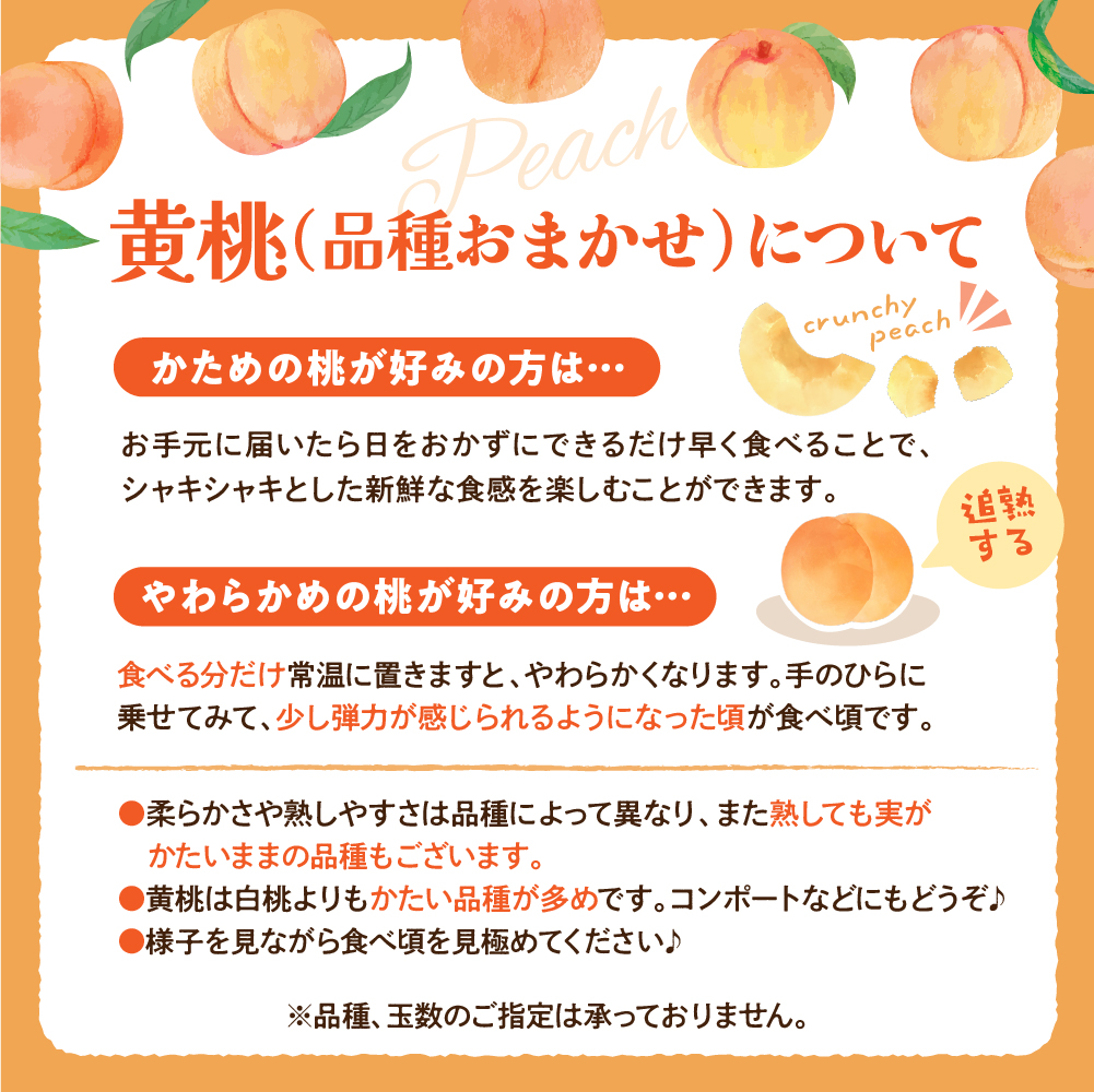 【令和8年産】黄桃 品種おまかせ 3kg (8〜12玉前後) ギフト箱入 秀品 山形県産  【山形eLab】ka074-009-r8