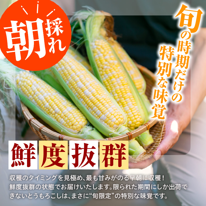 【令和8年産】とにかく甘い、朝採りとうもろこし「フルーツコーン」 23本 【かほくらし社】 ka019-014-23-r8