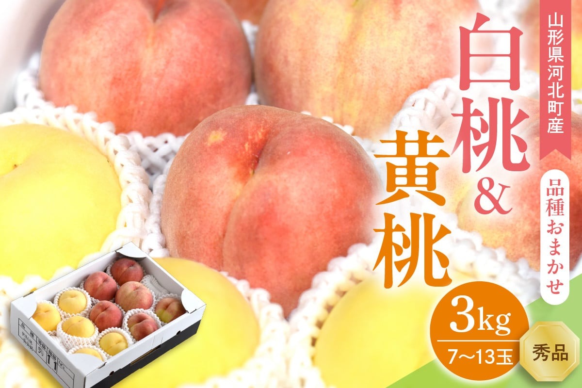 【令和8年産】白桃&黄桃 3kg(7～13玉前後) ギフト用 品種おまかせ 山形県河北町産【山形eLab】 ka074-017-r8
