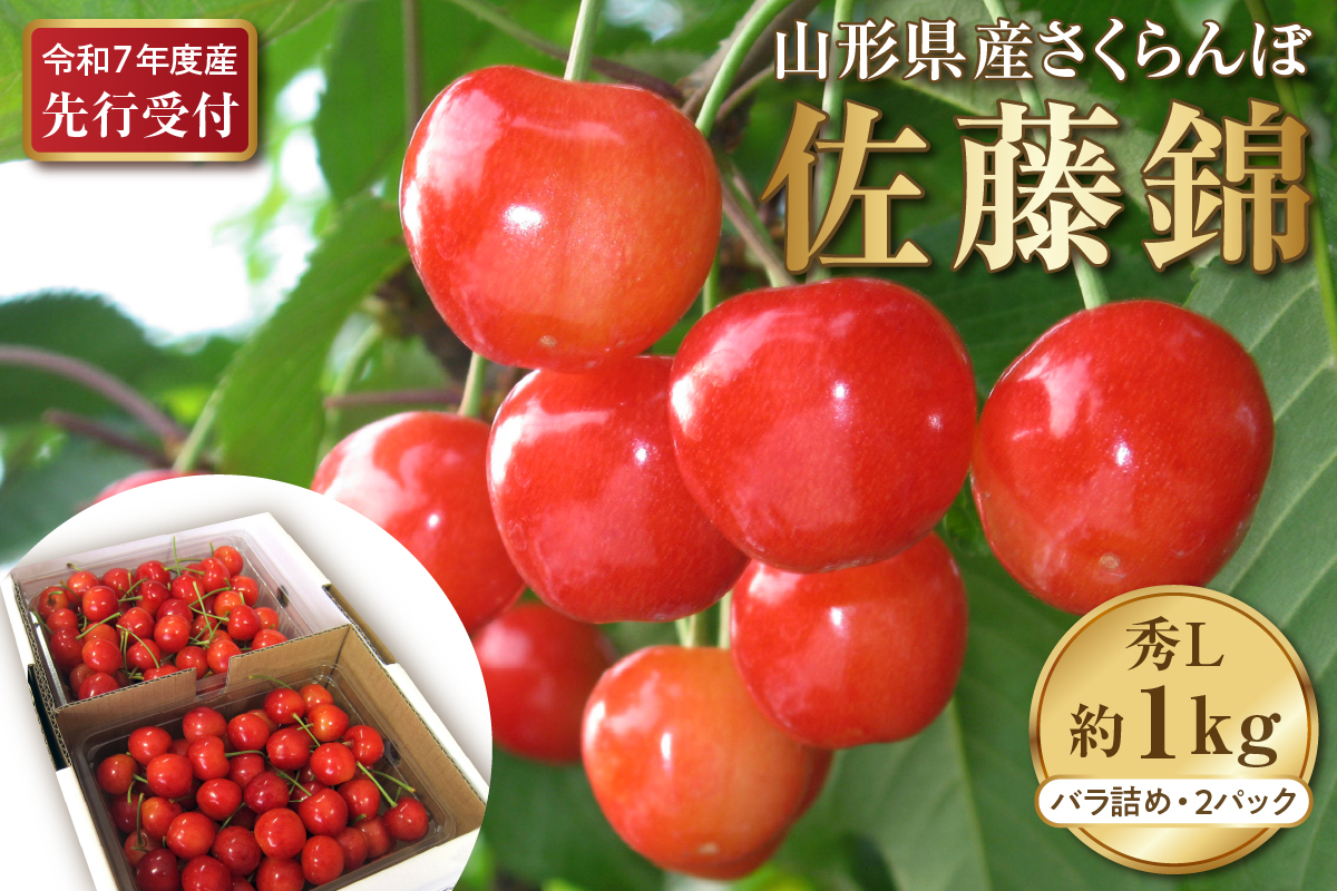 【令和7年産先行予約】さくらんぼ佐藤錦 秀L1kg以上(500gバラ詰め×2パック)山形県河北町産【晴天畑】