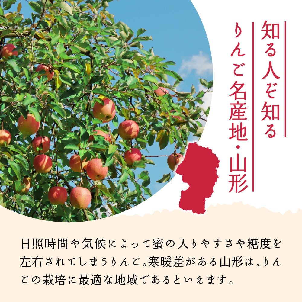 【令和8年産】ふじりんご 5kg 丸秀 山形県産 【JAさがえ西村山】 山形県 河北町 贈答 ふじ 農協 りんご 林檎 ギフト ka008-018e-r8