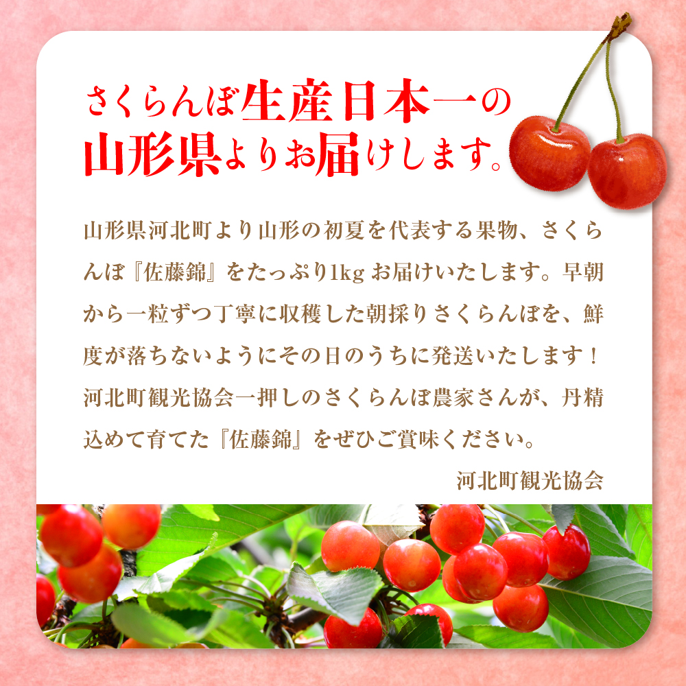 【令和7年産】朝採り＆当日出荷！イチ押し農家さんの朝採りさくらんぼ「佐藤錦」秀品 1kg（500g×2パック）バラ詰め 山形県河北町産【河北町観光協会】