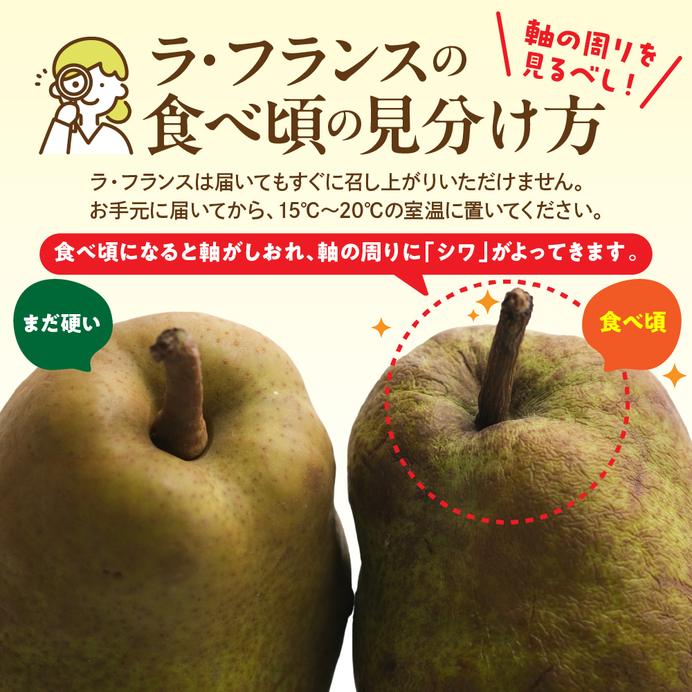 【令和8年産】食べ頃がわかる！ 洋梨「ラ・フランス」 特秀 約5kg 山形県河北町産 【河北町観光物産協会】　ka002-003-r8