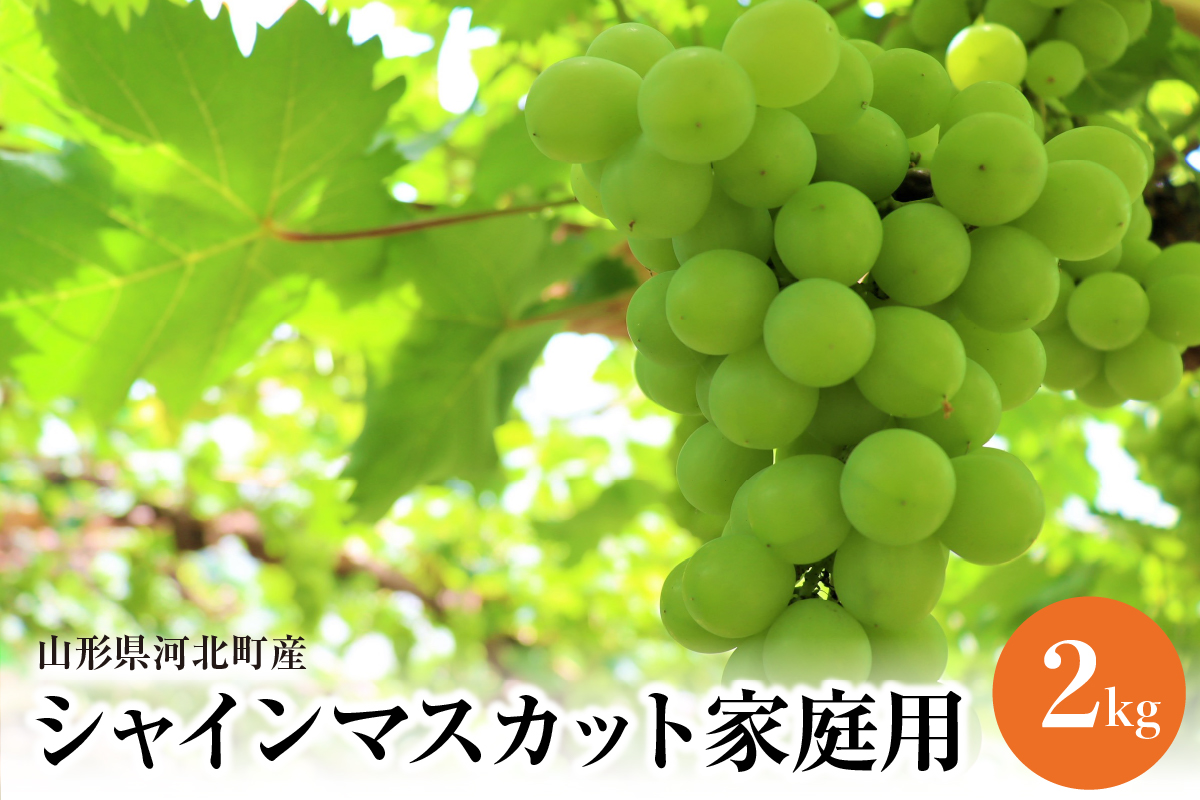 【令和8年産】ご家庭用シャインマスカット 2kg（2～4房） 山形県河北町産【JAさがえ西村山】