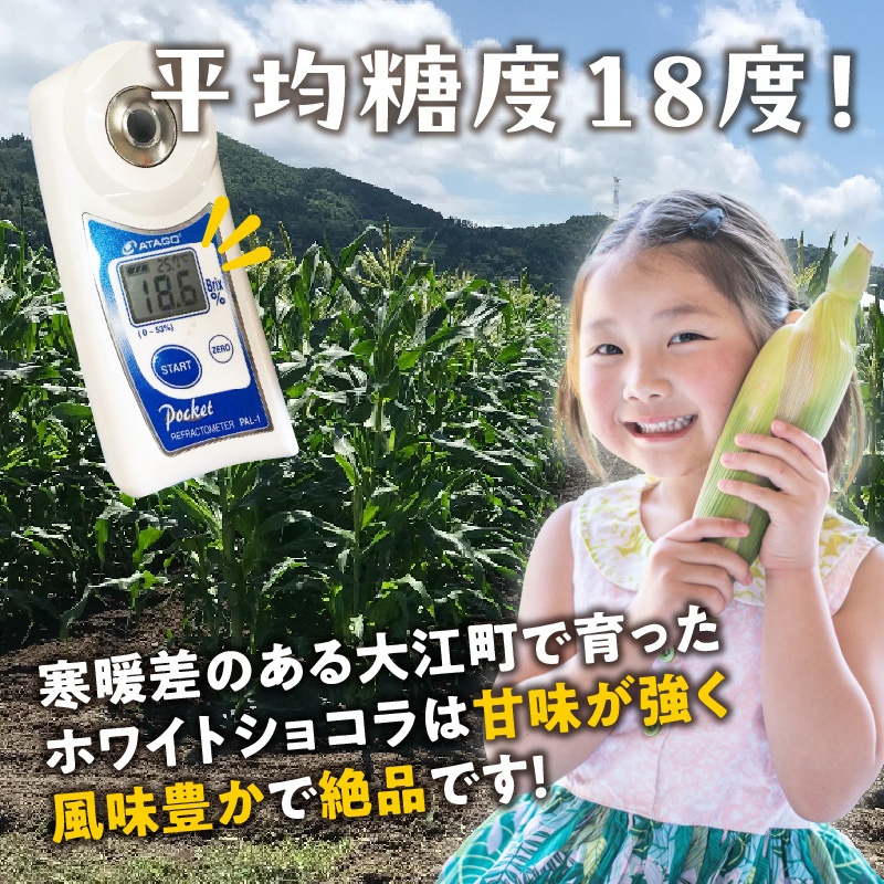 《先行受付》朝採りホワイトショコラ約5kg・A品L・11～15本程度 【2026年7月下旬頃～発送予定】【山形とうもろこし・大江町産・明石農園】