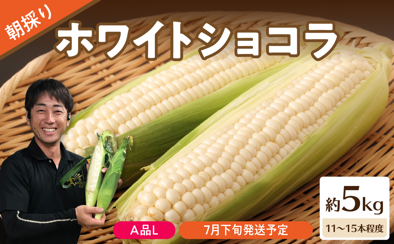《先行受付》朝採りホワイトショコラ約5kg・A品L・11～15本程度 【2026年7月下旬頃～発送予定】【山形とうもろこし・大江町産・明石農園】