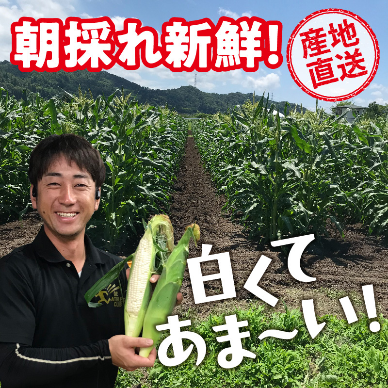 《先行受付》朝採りホワイトショコラ約5kg・A品L・11～15本程度 【2026年7月下旬頃～発送予定】【山形とうもろこし・大江町産・明石農園】