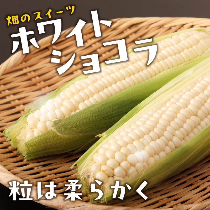《先行受付》朝採りホワイトショコラ約5kg・A品L・11～15本程度 【2026年7月下旬頃～発送予定】【山形とうもろこし・大江町産・明石農園】