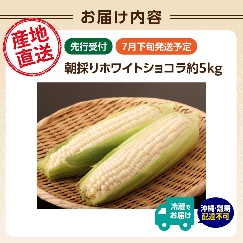 《先行受付》朝採りホワイトショコラ約5kg・A品L・11～15本程度 【2026年7月下旬頃～発送予定】【山形とうもろこし・大江町産・明石農園】