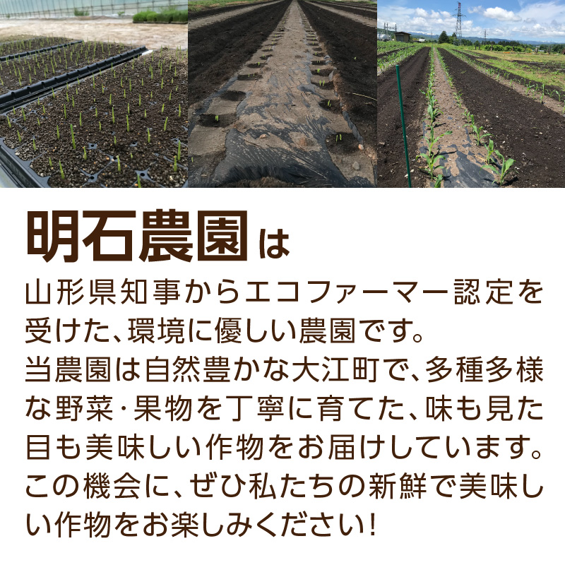 《先行受付》朝採りホワイトショコラ約5kg・A品L・11～15本程度 【2026年7月下旬頃～発送予定】【山形とうもろこし・大江町産・明石農園】