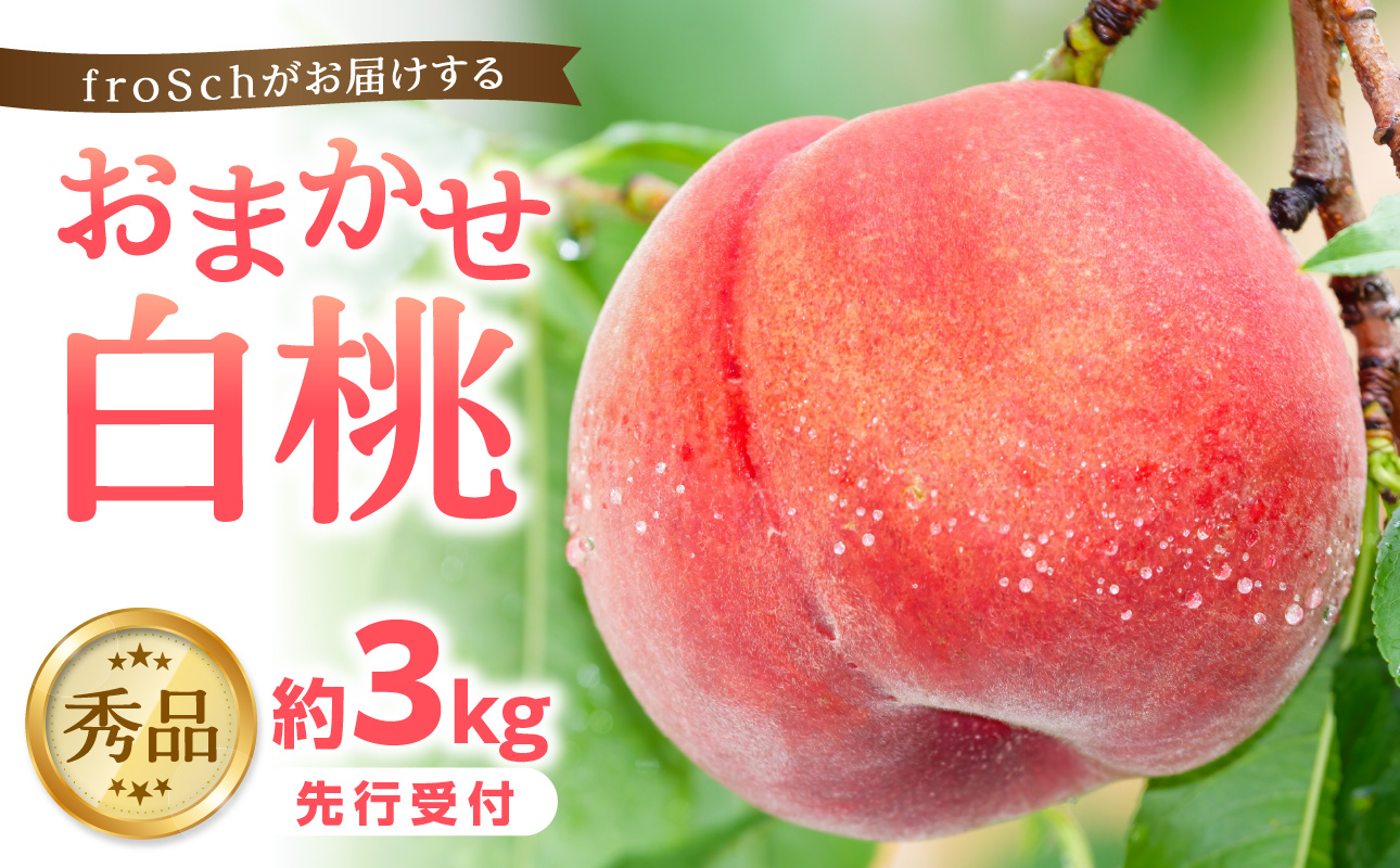 ≪先行受付≫ froSchがお届けするおまかせ白桃 約3kg 【2026年7月下旬より順次発送予定】