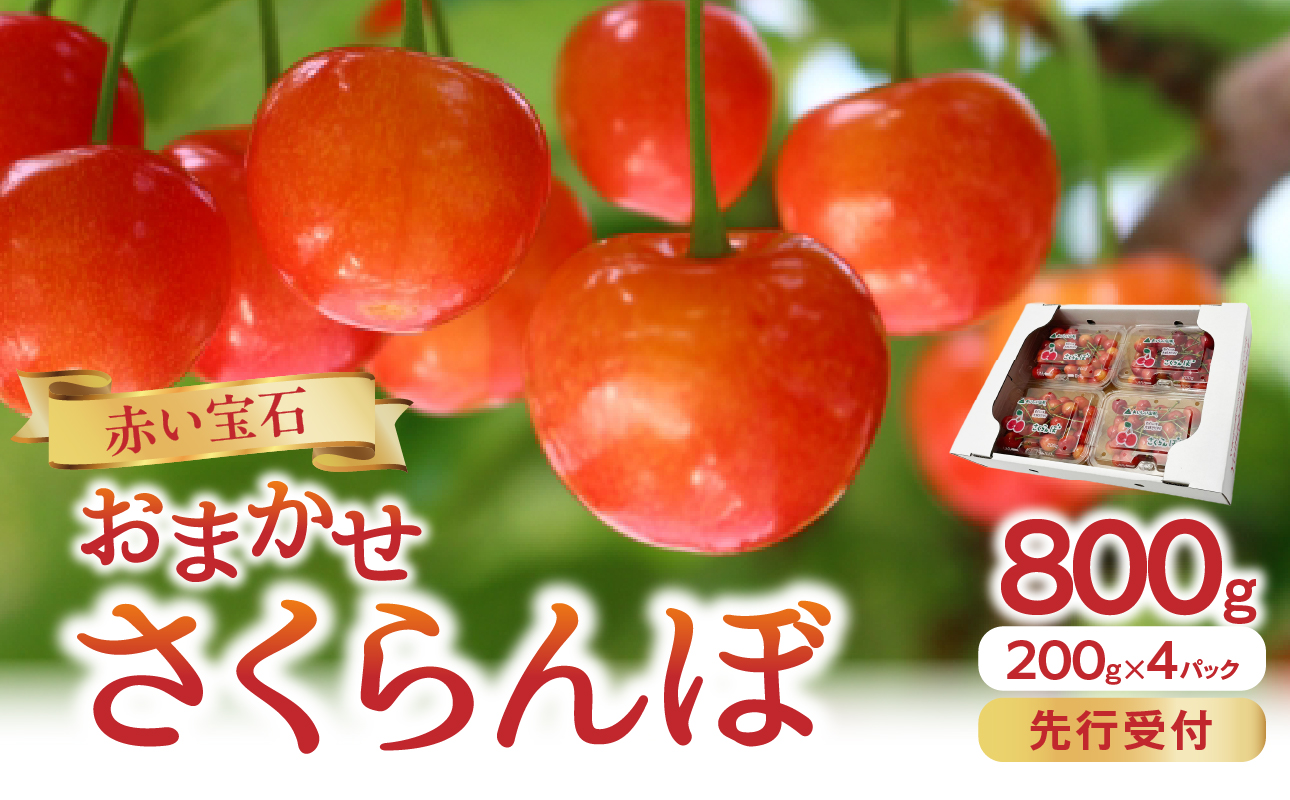 《先行受付》「赤い宝石」おまかせさくらんぼ 200ｇ×4Ｐ【2026年6月頃より順次発送予定】