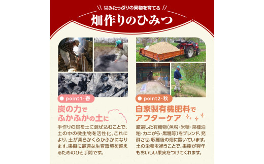 《先行受付》特別栽培 大玉 ラフランス 約5kg・秀品4L〜3L 【2026年11月上旬頃〜発送予定】