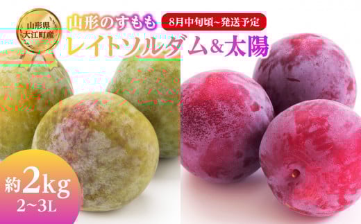 《先行受付》すもも「レイトソルダム」「太陽」約2kg 2～3L【2026年8月中旬頃～発送予定】【山形プラム・大江町産】