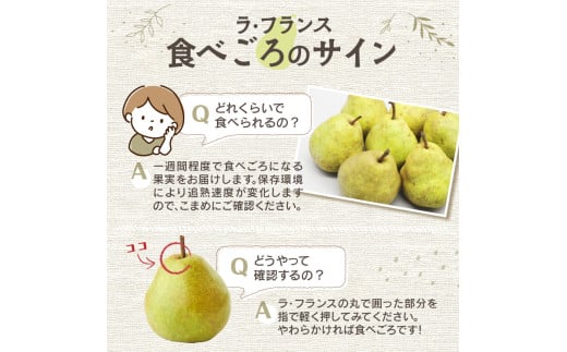 ≪先行受付≫ 特別栽培 大玉 ラフランス 約5kg 秀品4L〜3L 【2027年1月より順次発送予定】