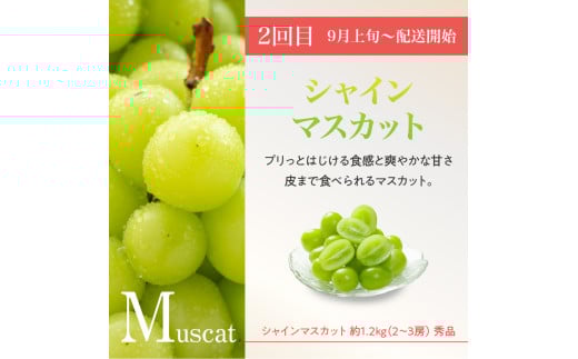 âªå
è¡åä»â« ã2026床幎çºéã山圢è±äœãã«ãŒã人æ°ïŒ¢ãå®æäŸ¿å
š3åã