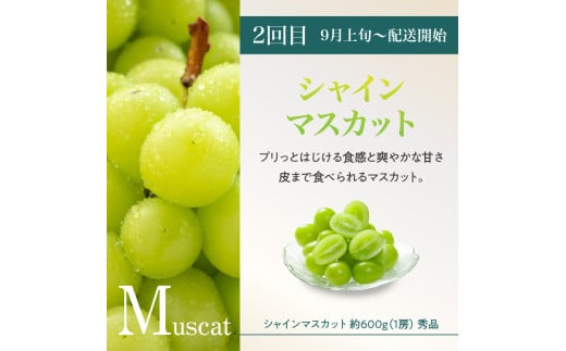 âªå
è¡åä»â« ã2026床幎çºéã山圢è±äœãã«ãŒã人æ°ïŒ¡ãå®æäŸ¿å
š3åã