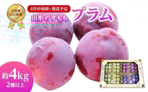 《先行受付》すもも（プラム）約4kg 2種以上【2026年8月中旬頃～発送予定】【山形プラム・大江町産】