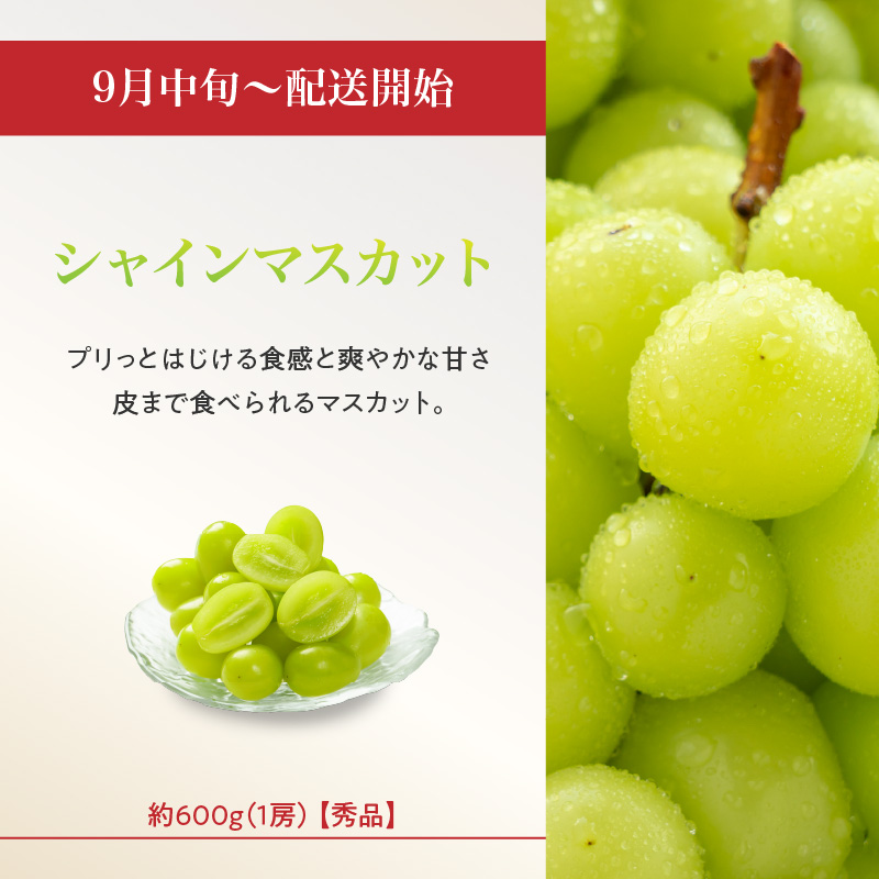 ≪先行受付≫ お・も・て・な・し山形フルーツ便【定期便全６回】