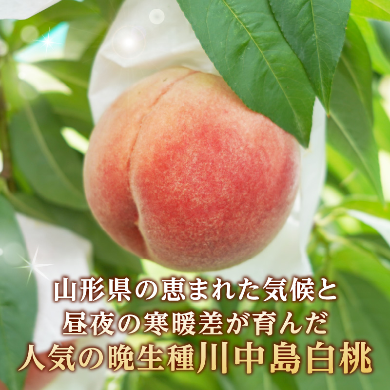 《先行受付》★山形産白桃『川中島白桃』★約3kg(6〜12玉程度)秀品【2026年8月中旬頃〜順次発送予定】
