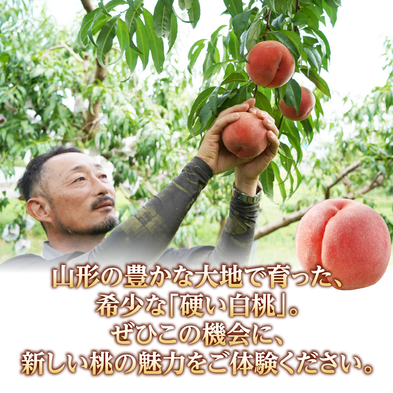 《先行受付》★山形産白桃『川中島白桃』★約3kg(6〜12玉程度)秀品【2026年8月中旬頃〜順次発送予定】