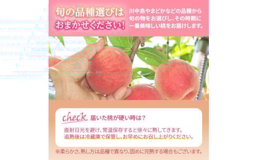 《先行受付》品種おまかせ 大玉白桃 約3kg【特秀】 （8〜10玉）【2026年8月上旬頃〜発送予定】