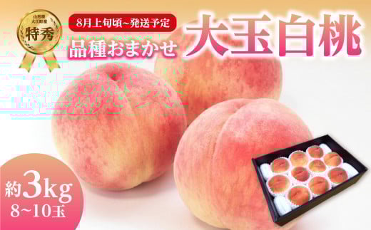 《先行受付》品種おまかせ 大玉白桃 約3kg【特秀】 （8〜10玉）【2026年8月上旬頃〜発送予定】