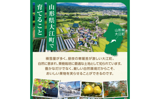 《先行受付》特別栽培 贈答規格サンふじ約5kg 【2026年12月中旬頃〜発送予定】