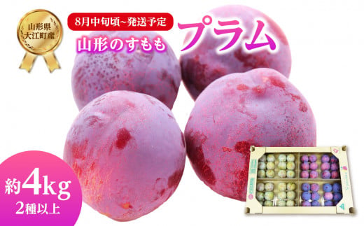 《先行受付》すもも（プラム）約4kg 2種以上【2026年8月中旬頃～発送予定】【山形プラム・大江町産】