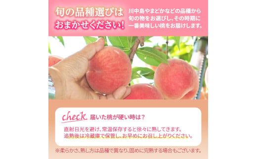 《先行受付》品種おまかせ 大玉白桃 約3kg【特秀】 （8〜10玉）【2026年8月上旬頃〜発送予定】
