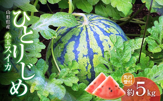 《先行受付》小玉スイカ ひとりじめ 約5kg【2026年7月上旬頃～順次発送予定】【山形県産 西瓜】