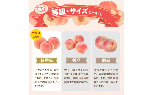 《先行受付》品種おまかせ 大玉白桃 約3kg【特秀】 （8〜10玉）【2026年8月上旬頃〜発送予定】