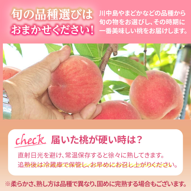 《先行受付》品種おまかせ 白桃 約5kg【丸秀以上】 （18～25玉）【2026年8月上旬頃～発送予定】
